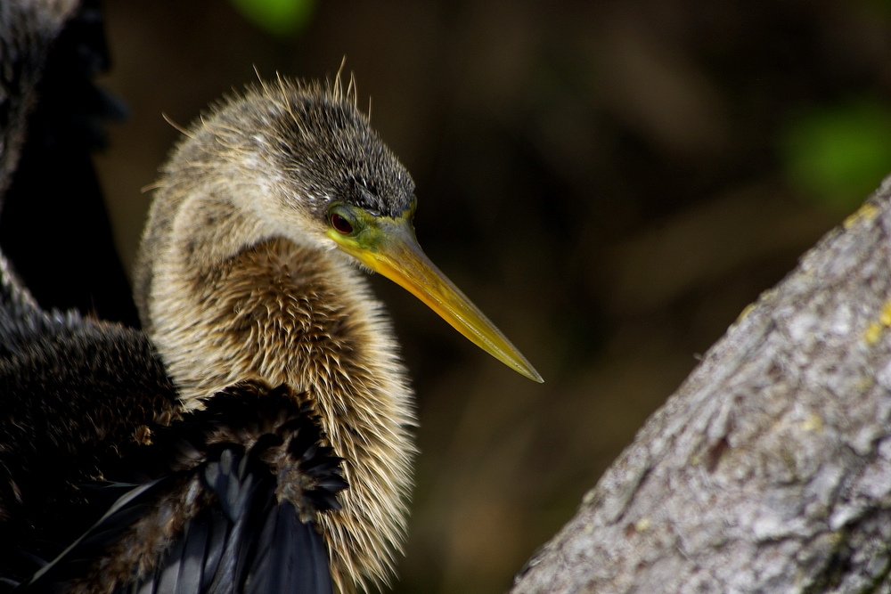 " Anhinga "