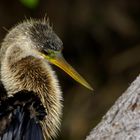 " Anhinga "