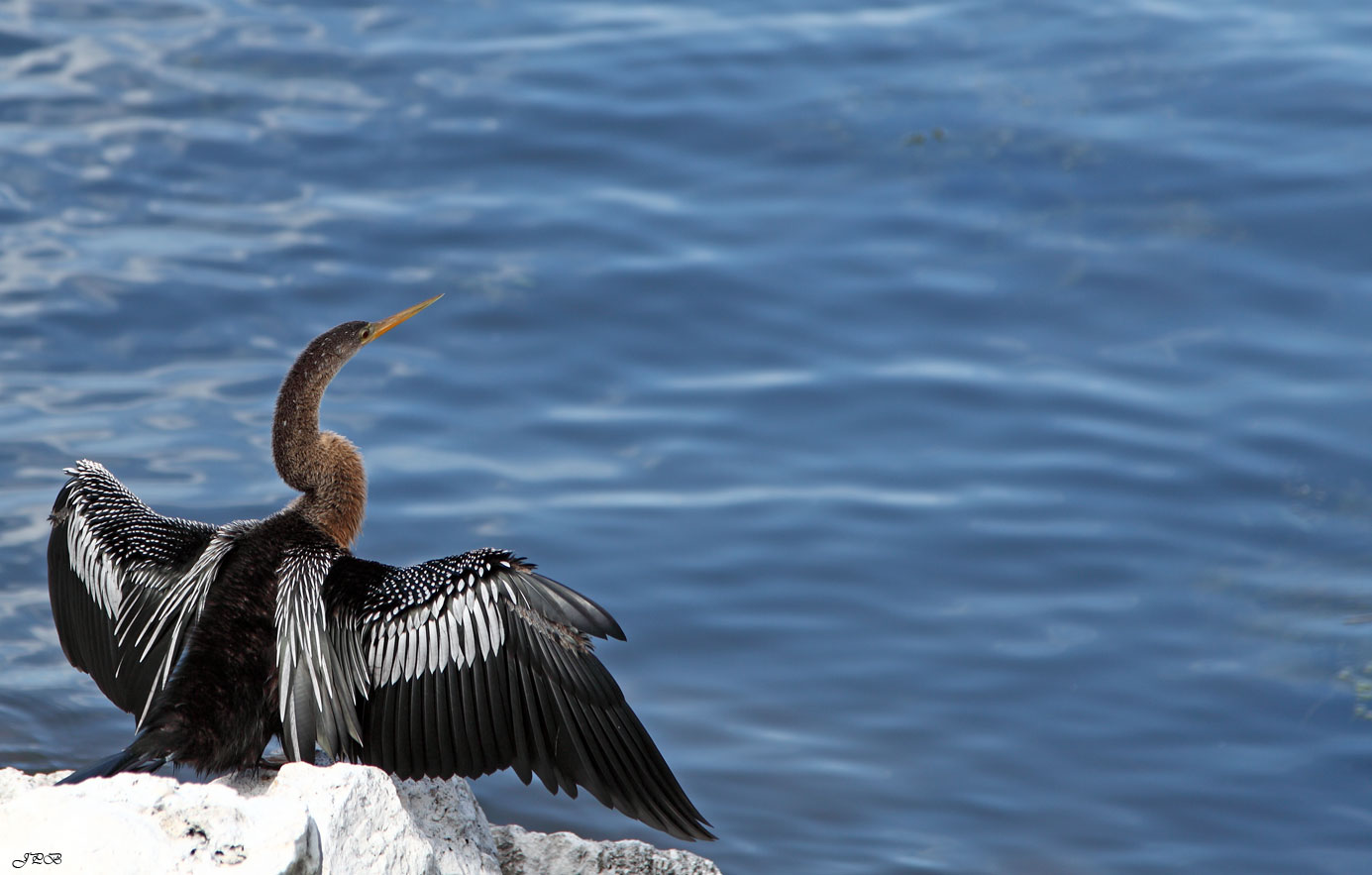 Anhinga (Amerikanischer Schlangenhalsvogel)