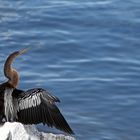 Anhinga (Amerikanischer Schlangenhalsvogel)