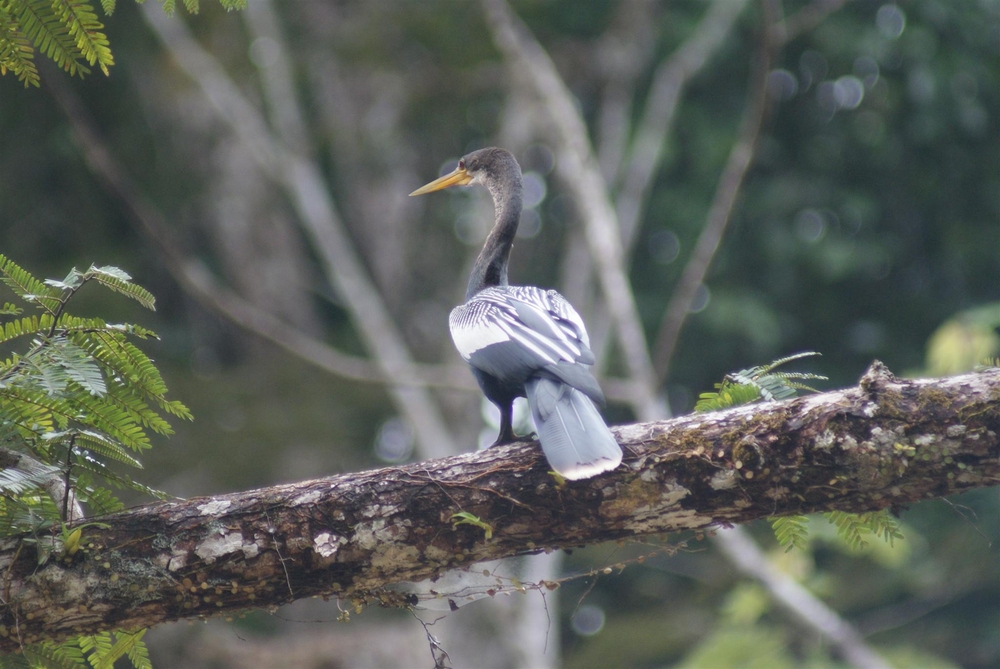 Anhinga anhinga