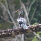 Anhinga anhinga