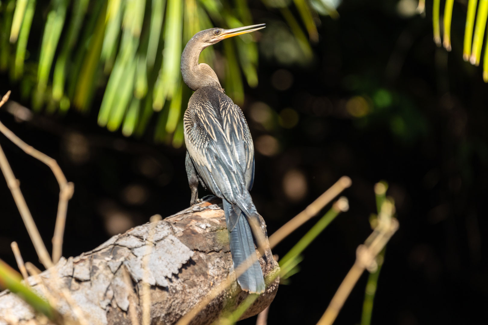 Anhinga anhinga