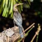 Anhinga anhinga