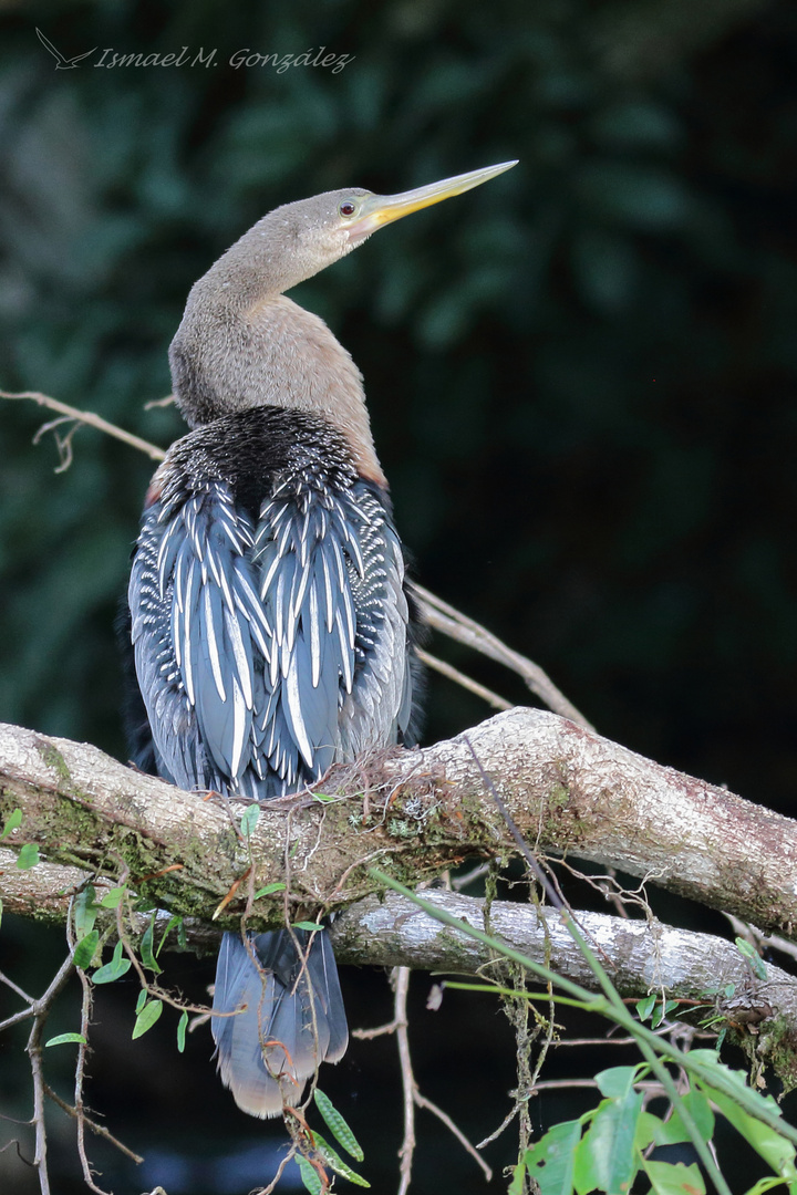 Anhinga anhinga