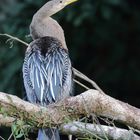 Anhinga anhinga