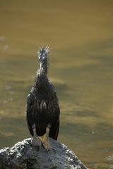 Anhinga (Anhinga Anhinga)