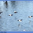 Anhinga Attack Group