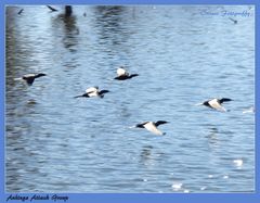 Anhinga Attack Group