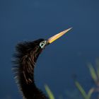 Anhinga