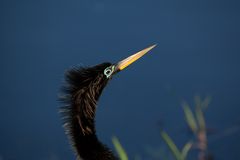 Anhinga