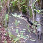 Anhinga beim Fressen