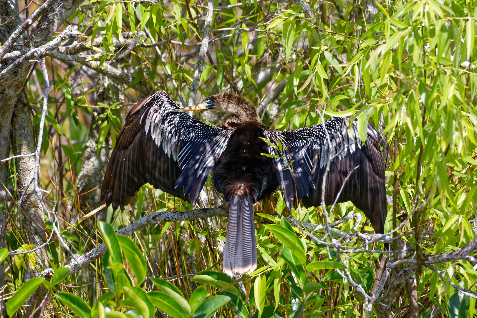 Anhinga beim Trocknen.