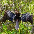 Anhinga beim Trocknen.