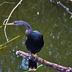 Anhinga