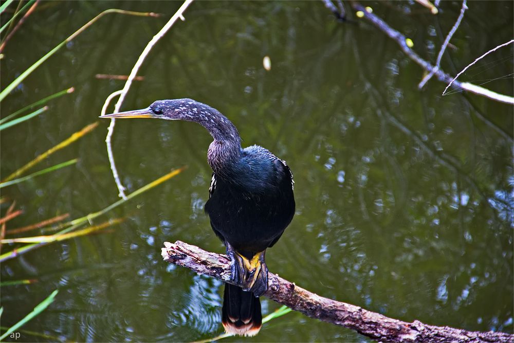 Anhinga