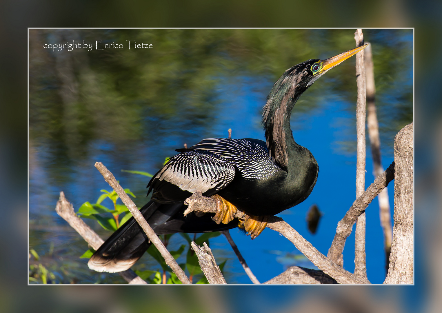 Anhinga, Everglades Nationalpark, Florida / USA