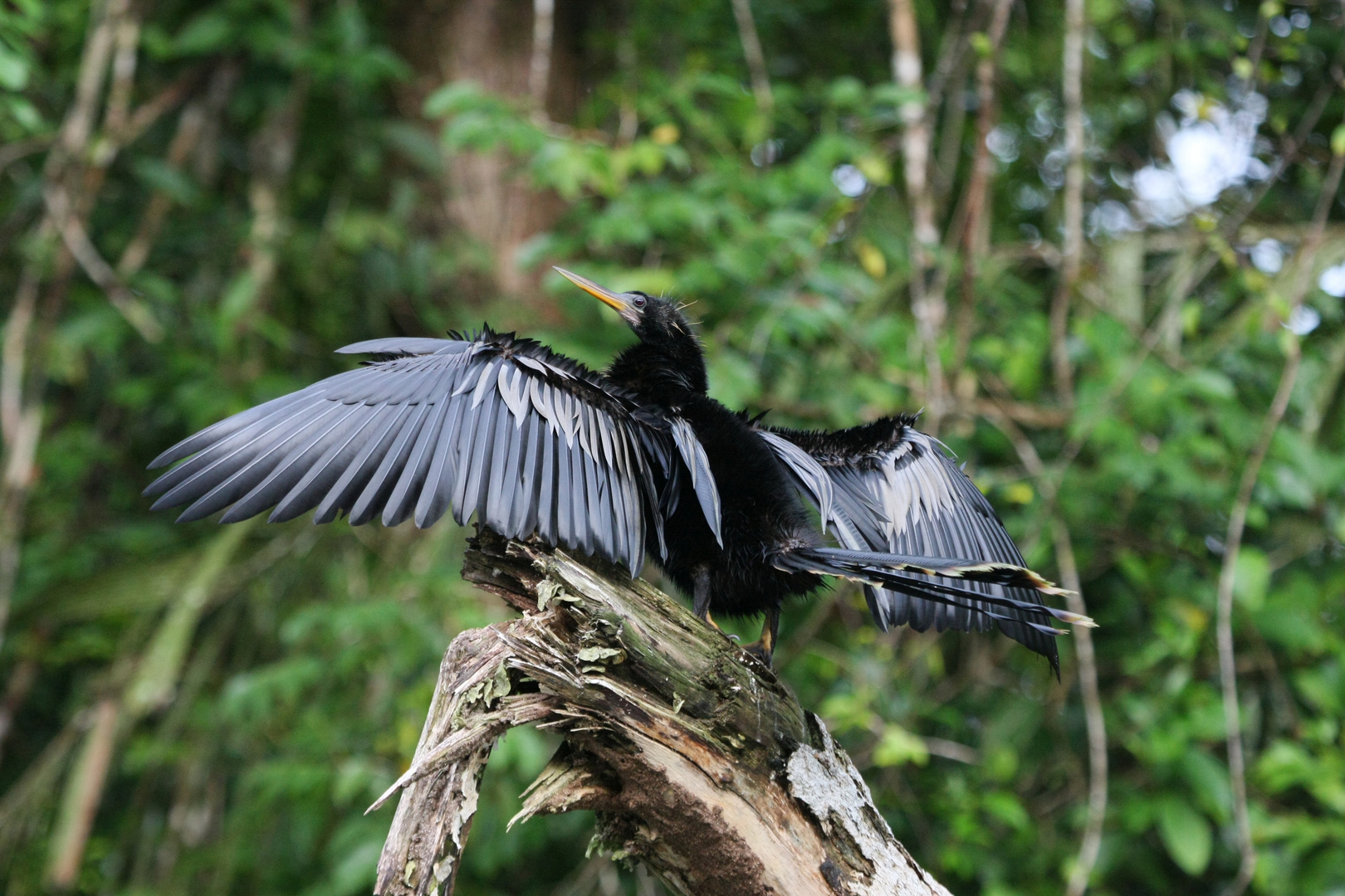 Anhinga