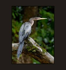 Anhinga (female)