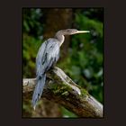 Anhinga (female)