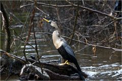 ANHINGA ( femelle)