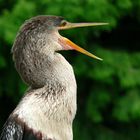 ANHINGA - Florida Everglades