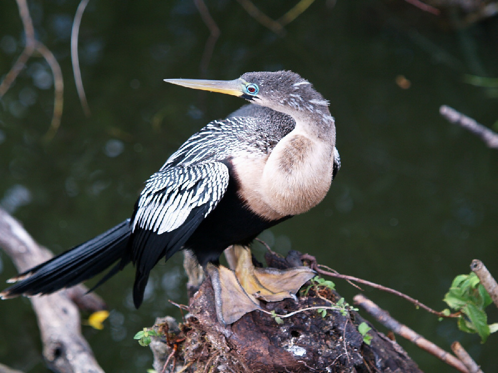 Anhinga in den Everglades/USA