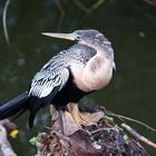 Anhinga in den Everglades/USA