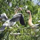 Anhinga Jungvögel