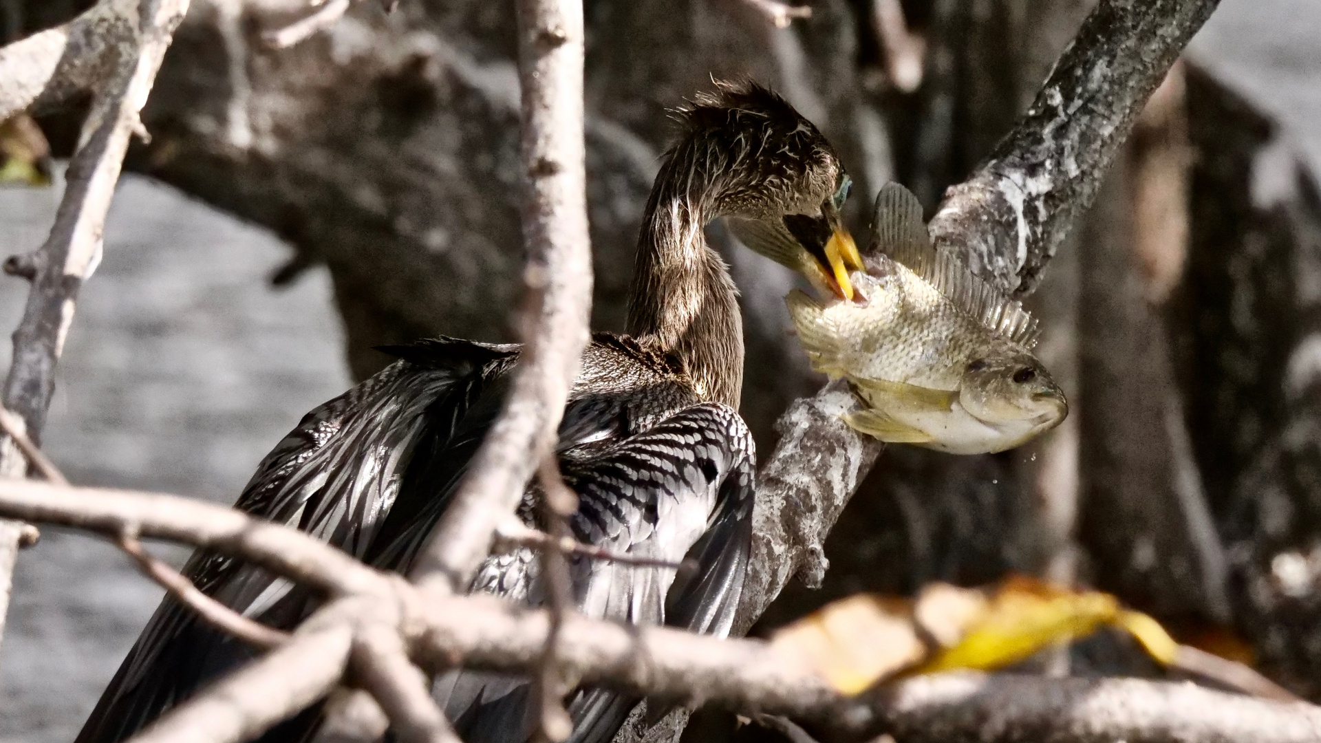 Anhinga mit ausgefeilter Fang-Technik.