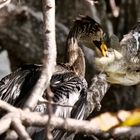 Anhinga mit ausgefeilter Fang-Technik.