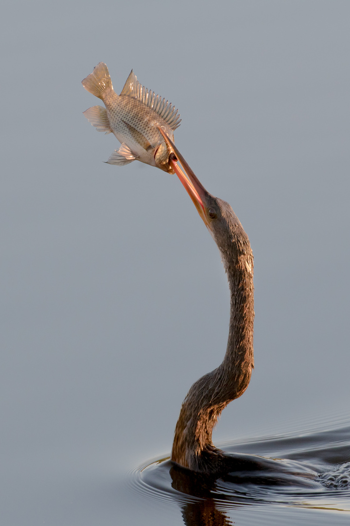 Anhinga mit Beute