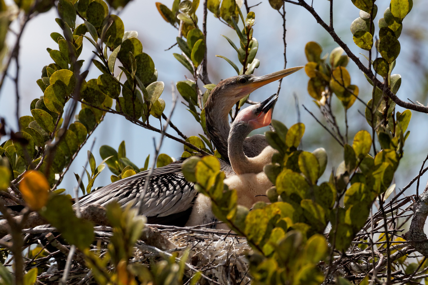 Anhinga Nachwuchs