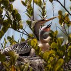 Anhinga Nachwuchs