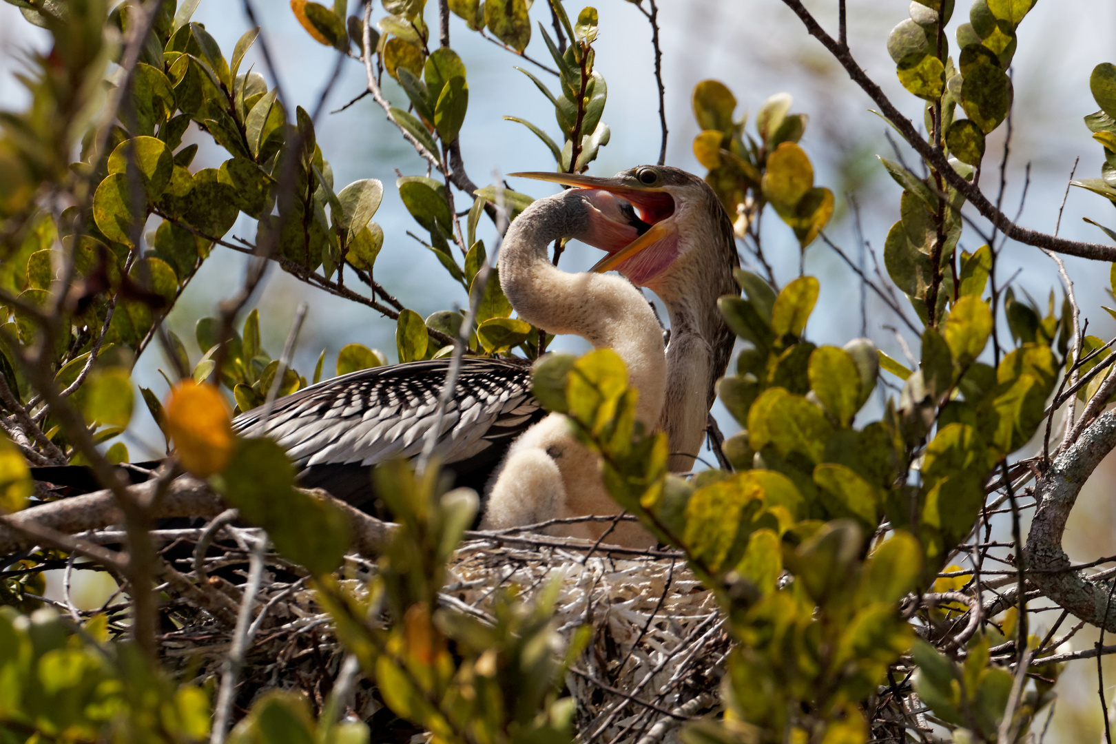 Anhinga Nachwuchs_1