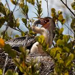 Anhinga Nachwuchs_1