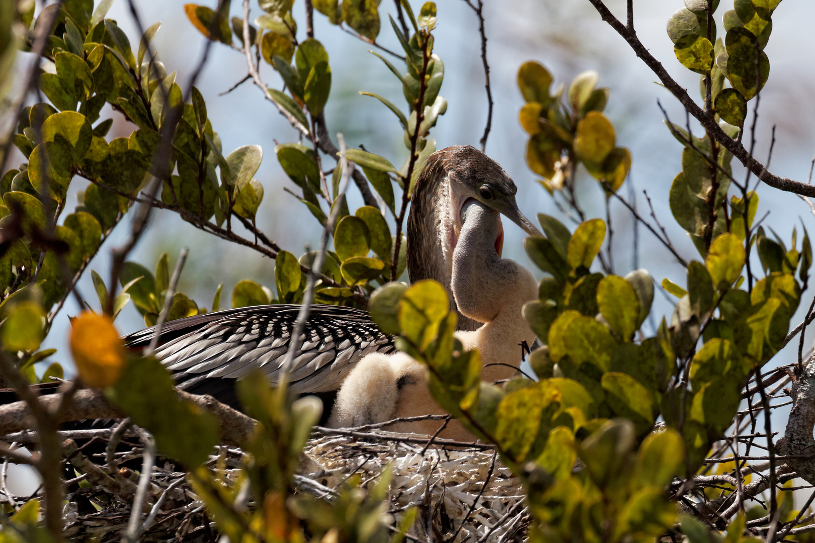 Anhinga Nachwuchs_2