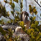 Anhinga Nachwuchs_2