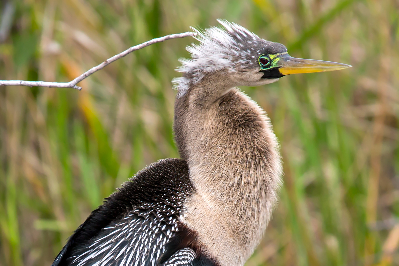 Anhinga - oder komme gerade vom Schminken...