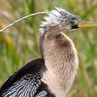 Anhinga - oder komme gerade vom Schminken...