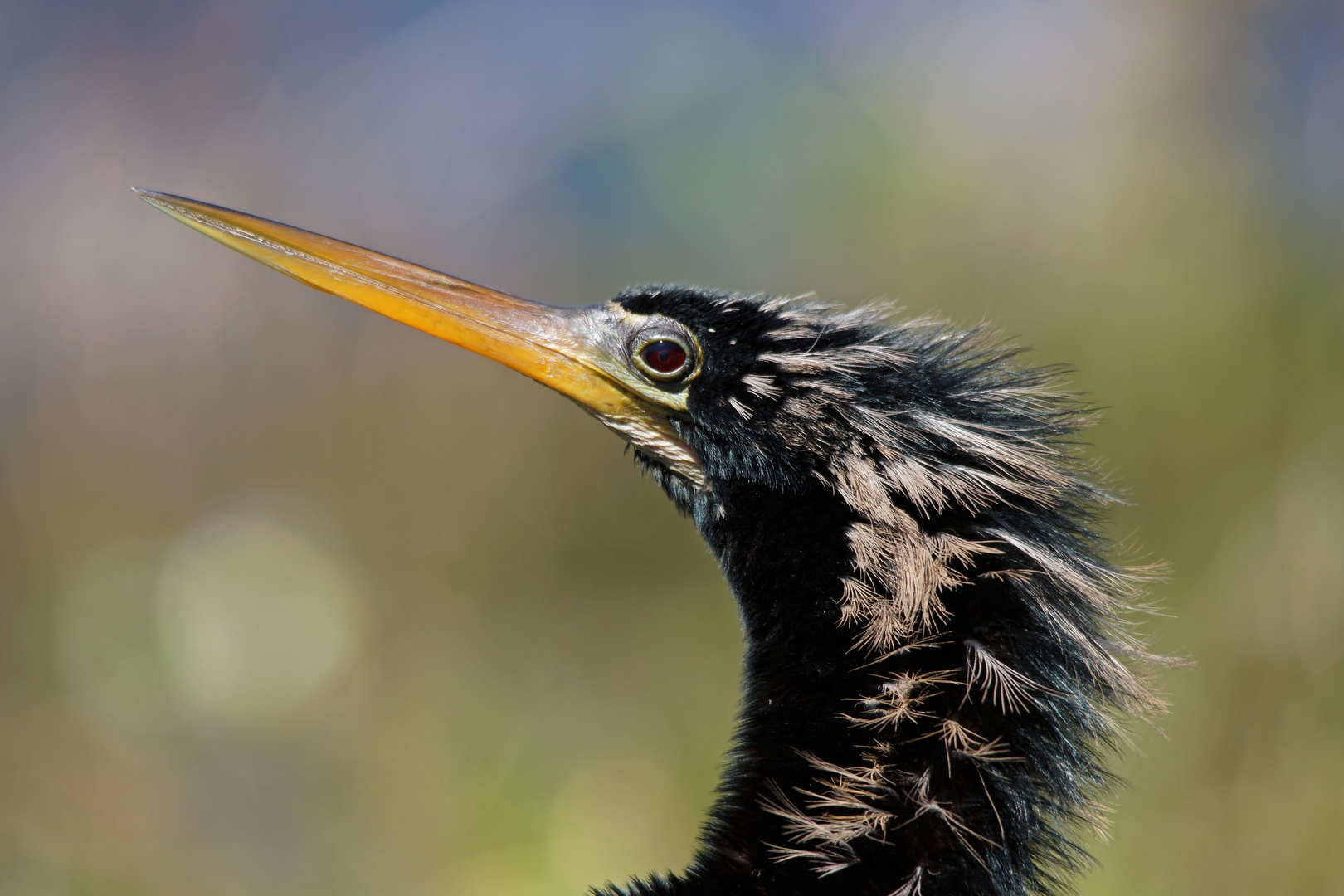 Anhinga Portrait