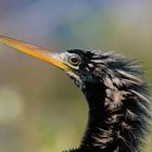 Anhinga Portrait