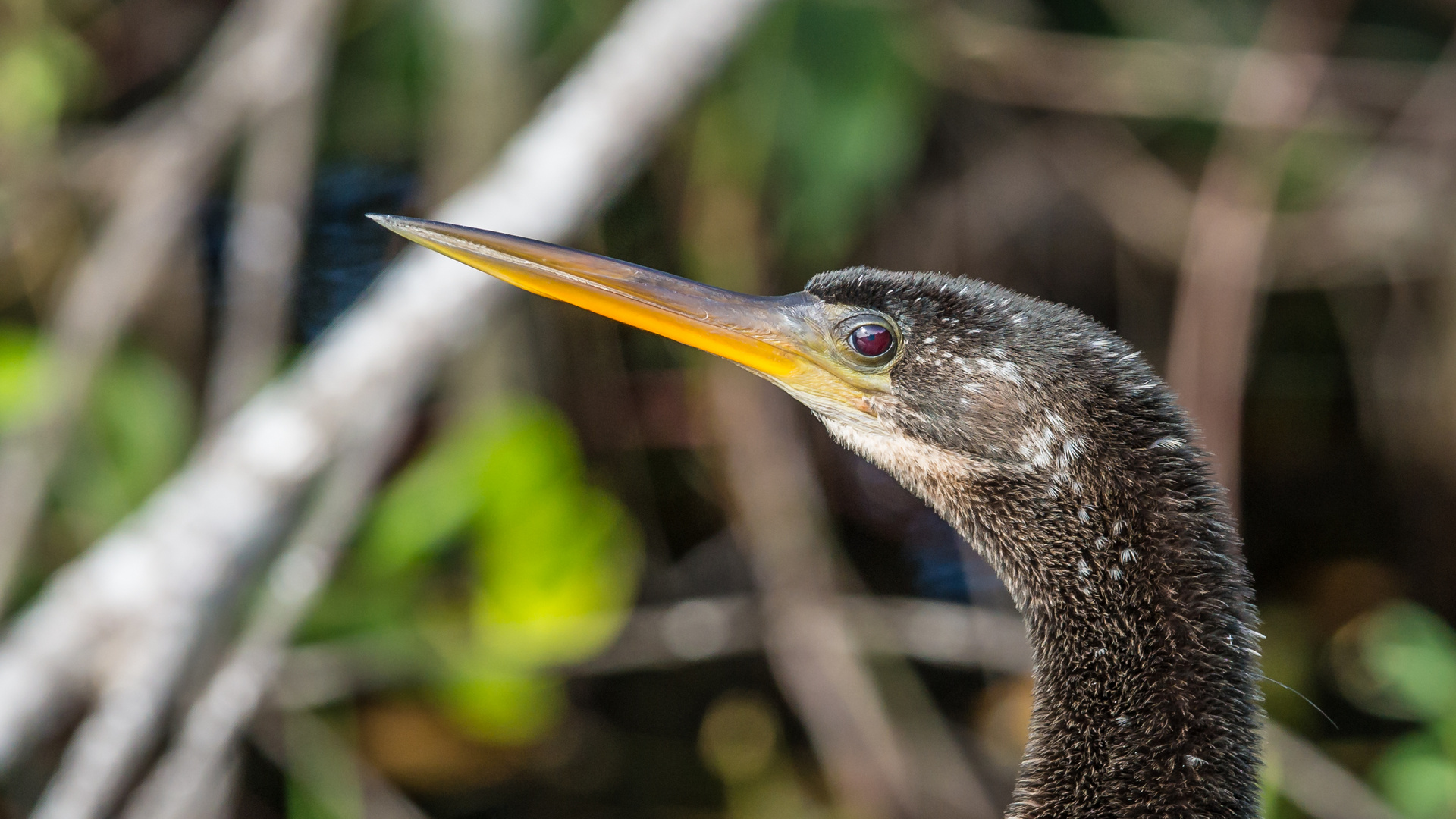 Anhinga Portrait