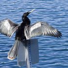 Anhinga Sunning