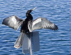 Anhinga Sunning