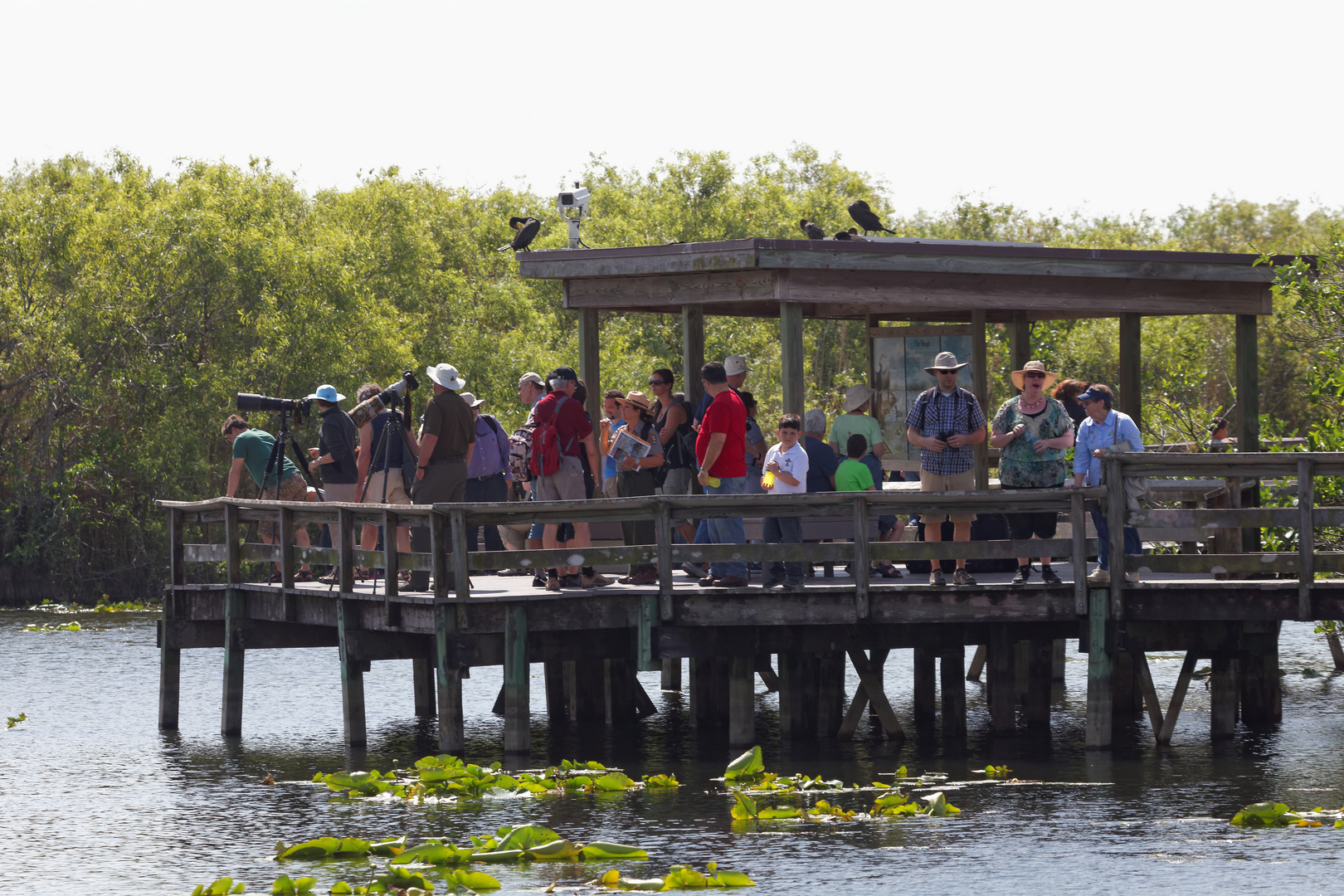 Anhinga Trail