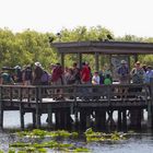 Anhinga Trail