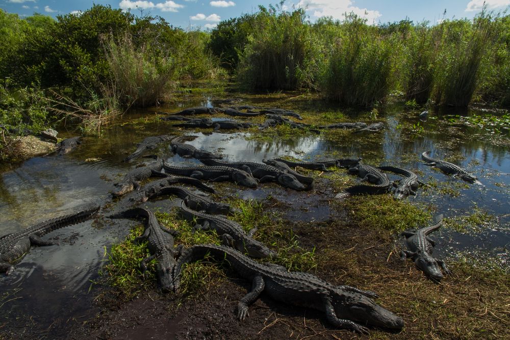 Anhinga Trail