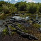 Anhinga Trail