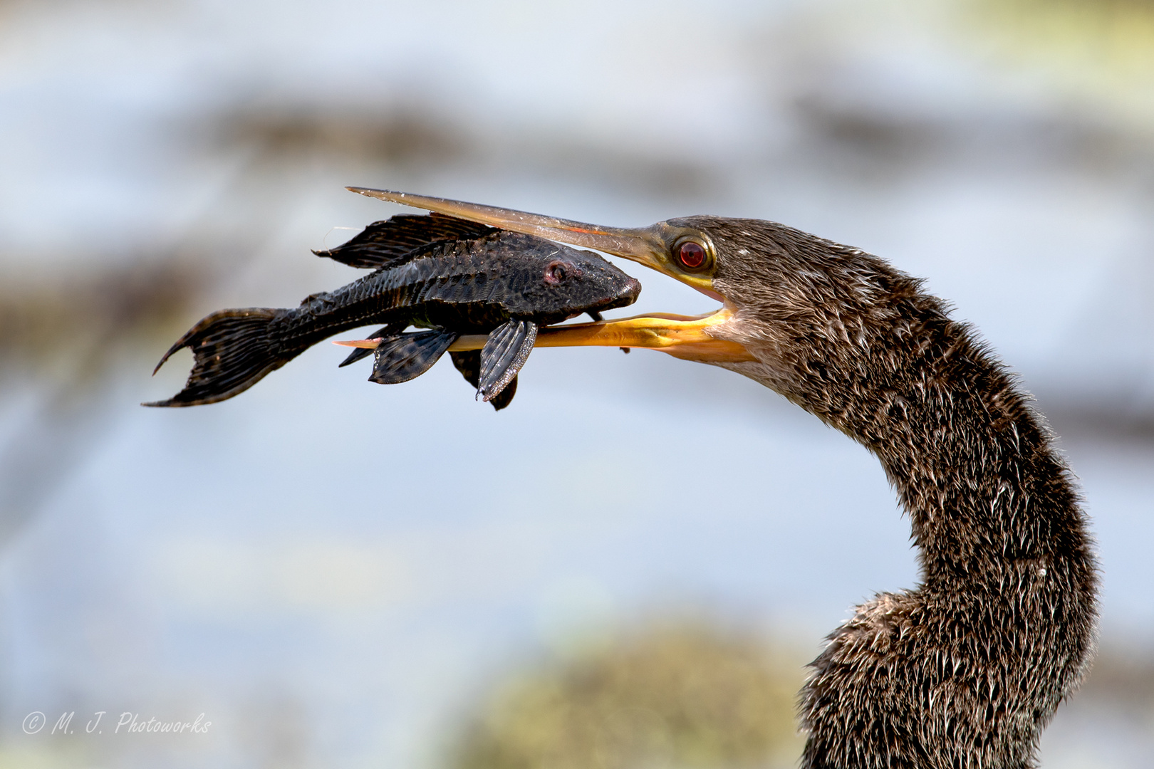 Anhinga with Catch